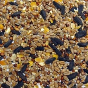 Wild Bird With Aniseed