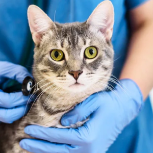 Cat Healthcare & Veterinary