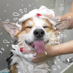 Shampoo's & Cleaning Products
