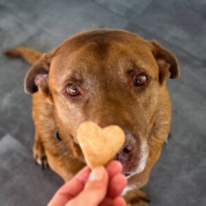 Dog Treats