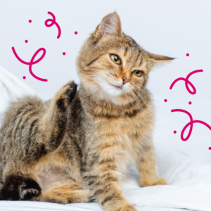 Flea & Worming Treatment