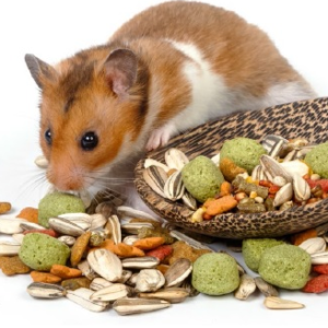 Small Animal Food