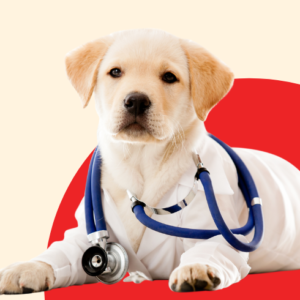 Dog Healthcare & Veterinary