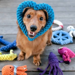 Dog Toys & Accessories