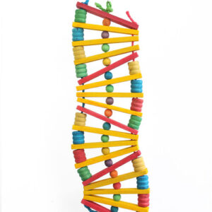 Zig Zag Toy